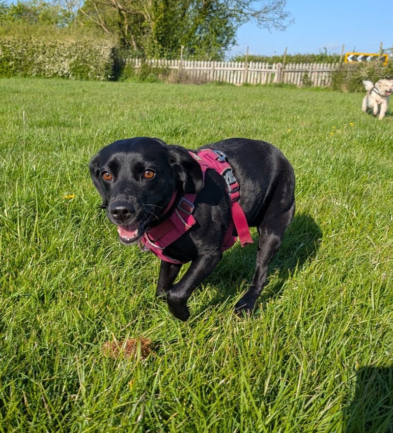 Lucy walking a happy dog in the Warwickshire countryside